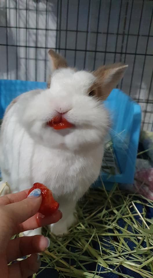 86981073_10160195163456840_8689245553122344960_n